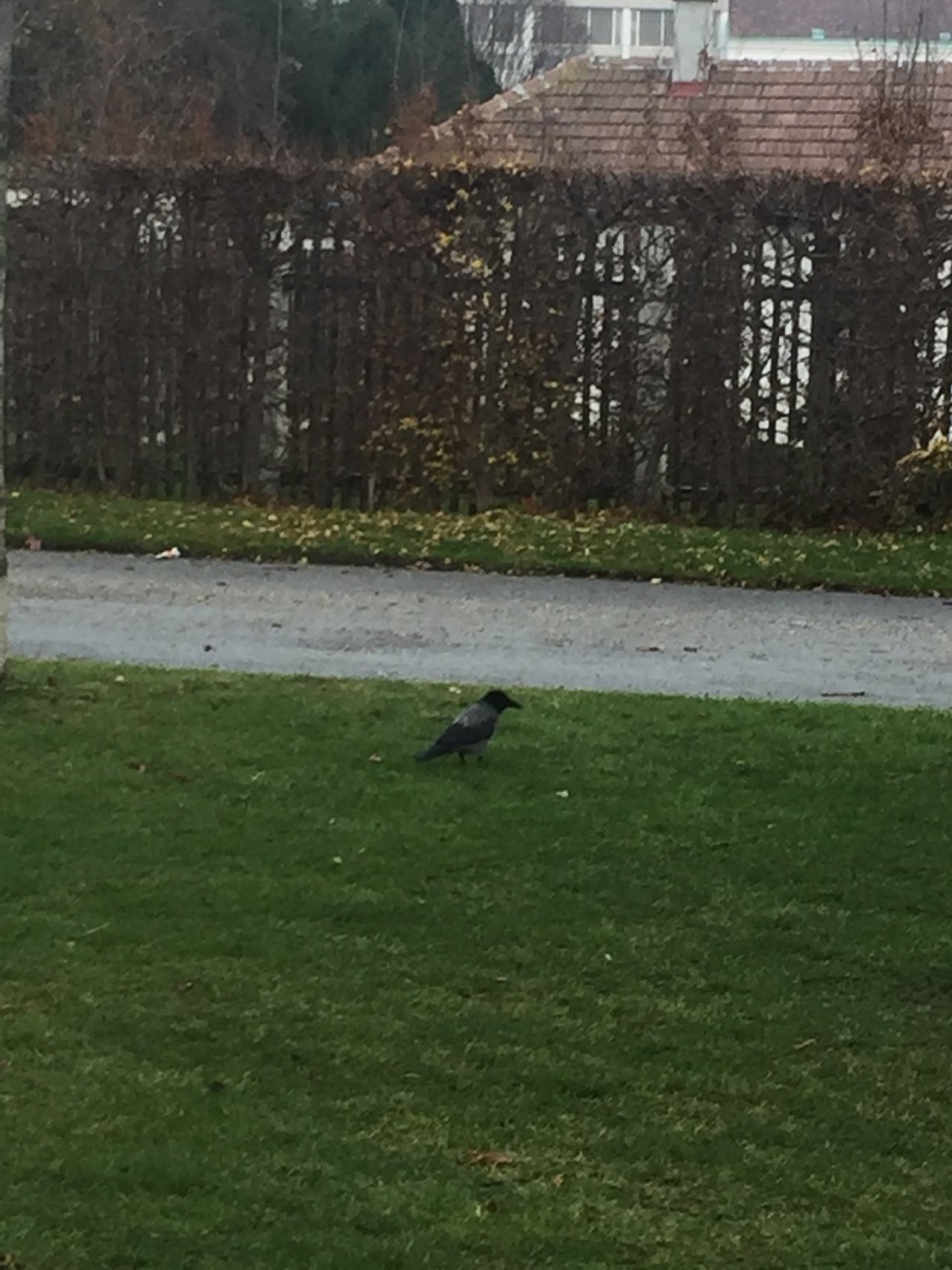 Hooded Crow in KraMobil App spotted by Katharina on 23.12.2020