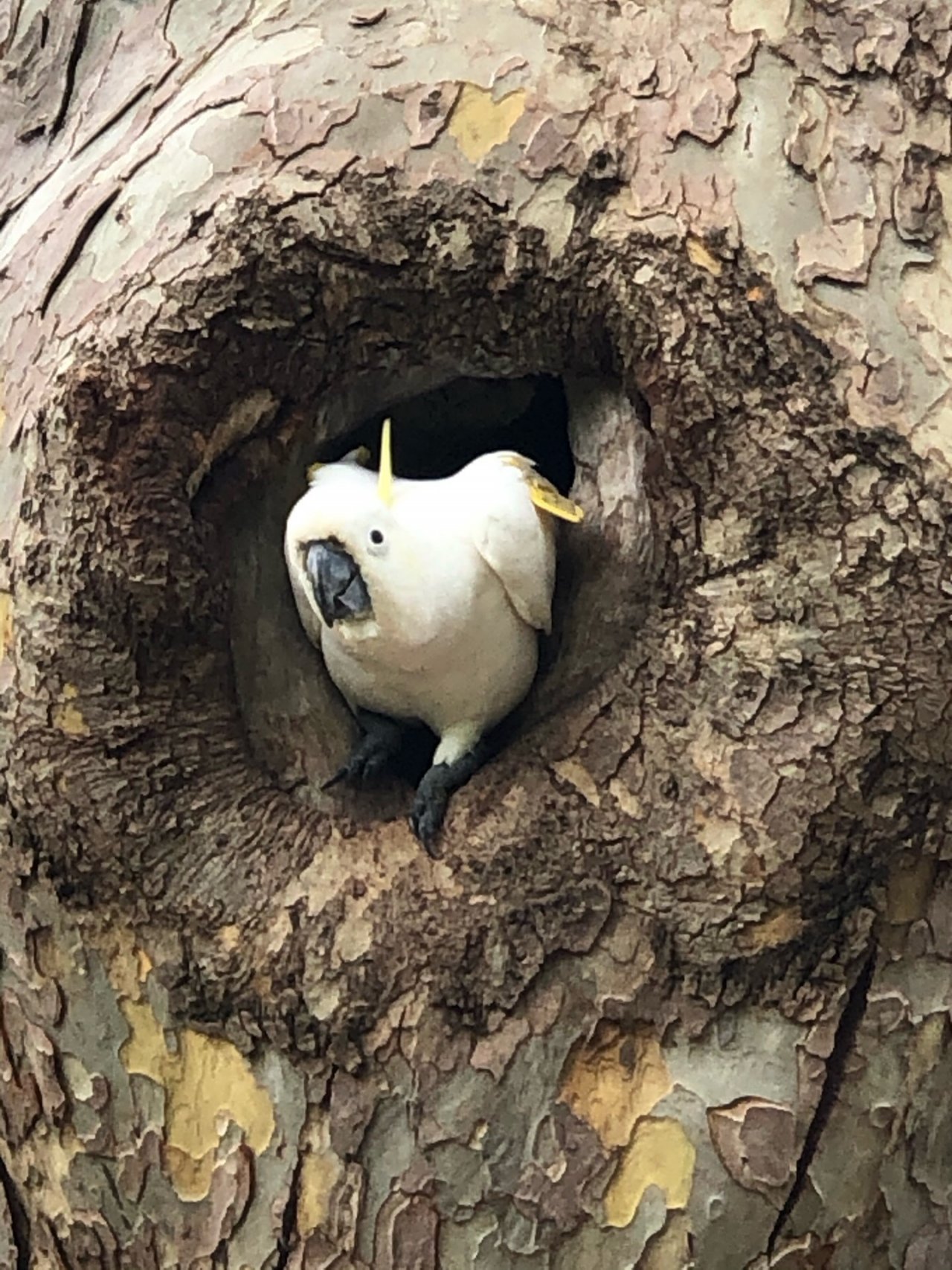 Sulphur-crested Cockatoo in Big City Birds App spotted by lotuslee on 30.12.2020