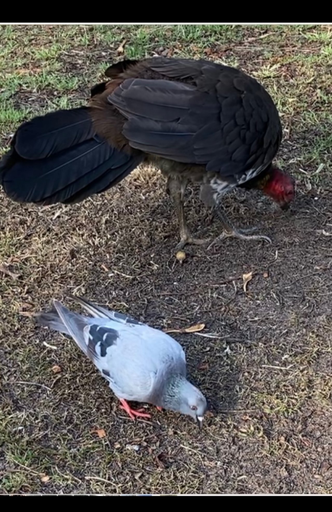 Brush-turkey in Big City Birds App spotted by ednaward on 04.02.2021