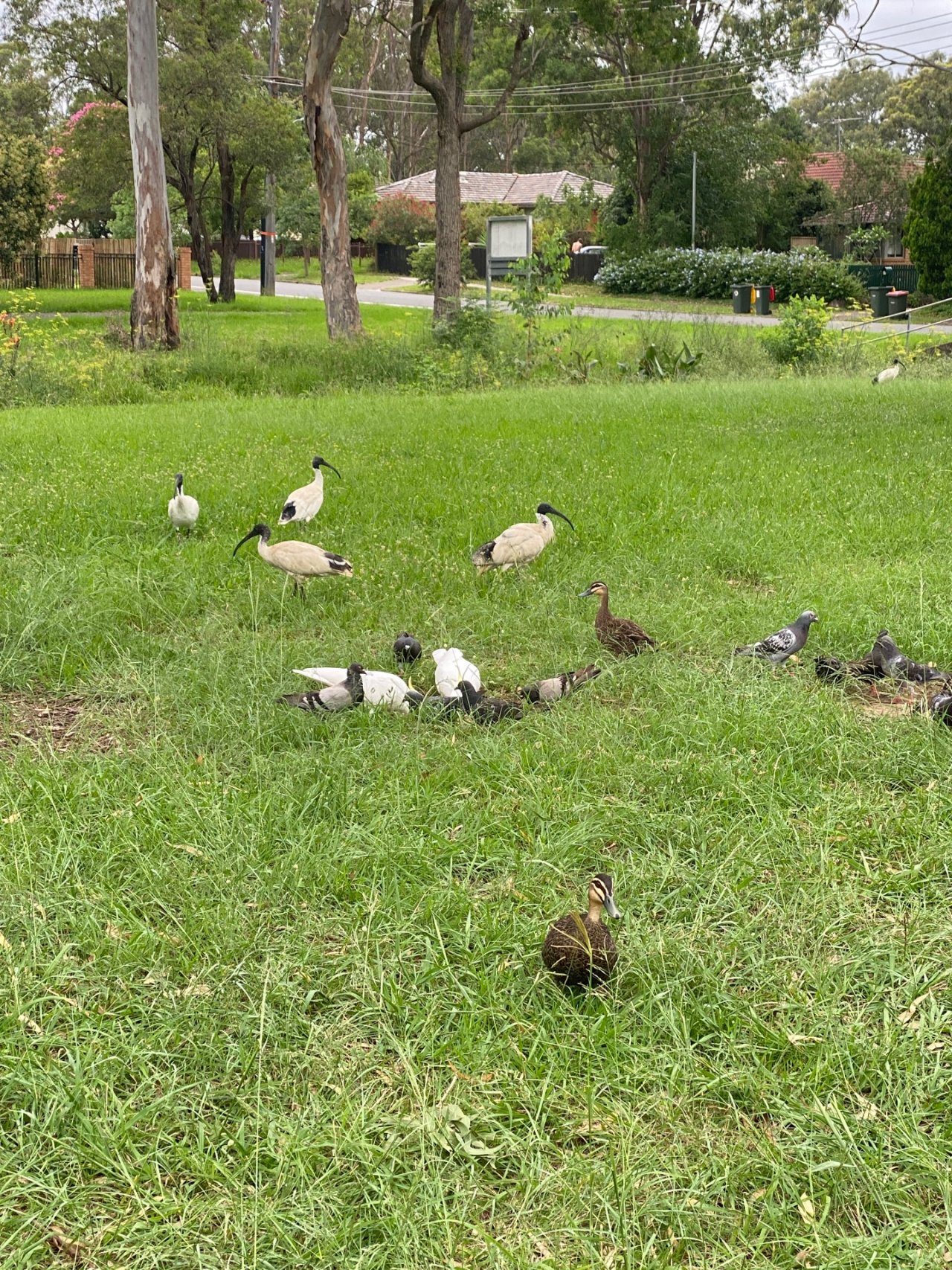 White Ibis in Big City Birds App spotted by Sara Baillie on 01.01.2021