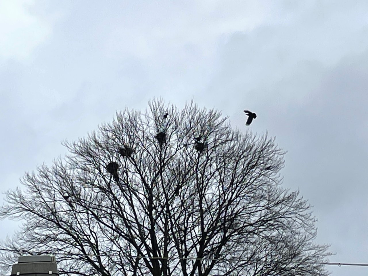 Carrion Crow in KraMobil App spotted by Andreas Ryser on 05.03.2021