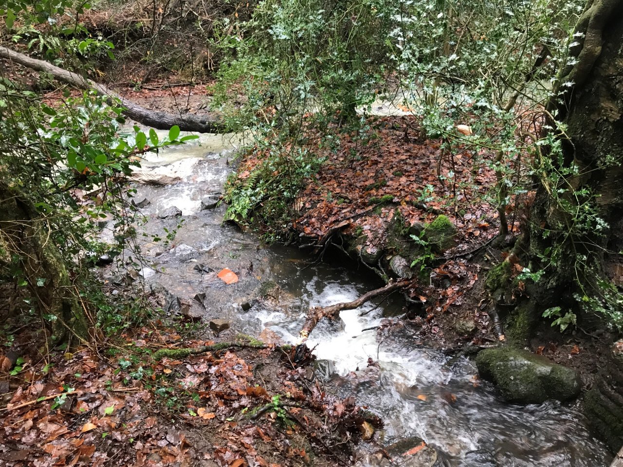 temporary stream in CrowdWater App spotted by Frances Attwood on 20.12.2020