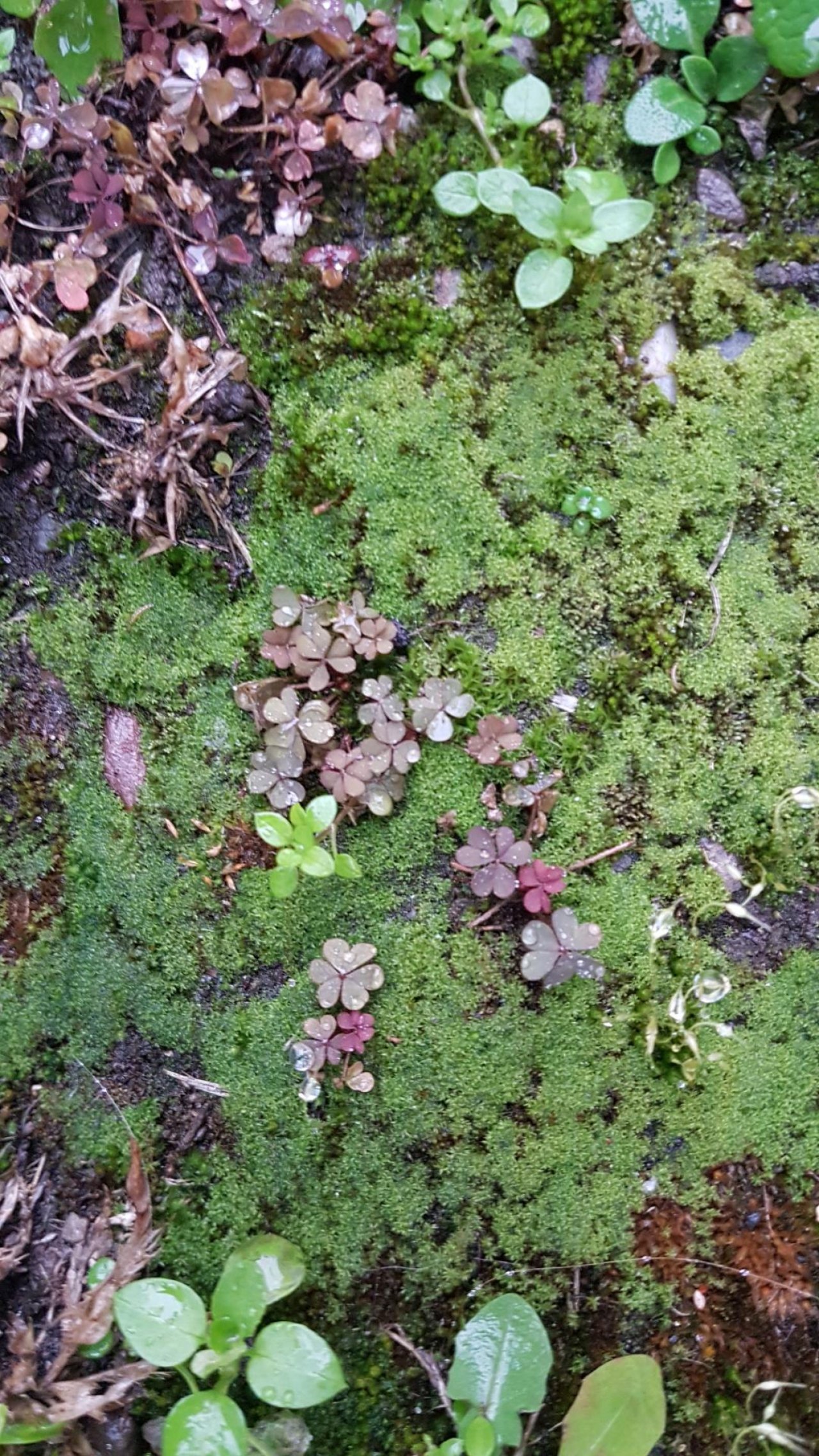 Plants in NatureSpots App spotted by Ka vonSeiten on 08.02.2021