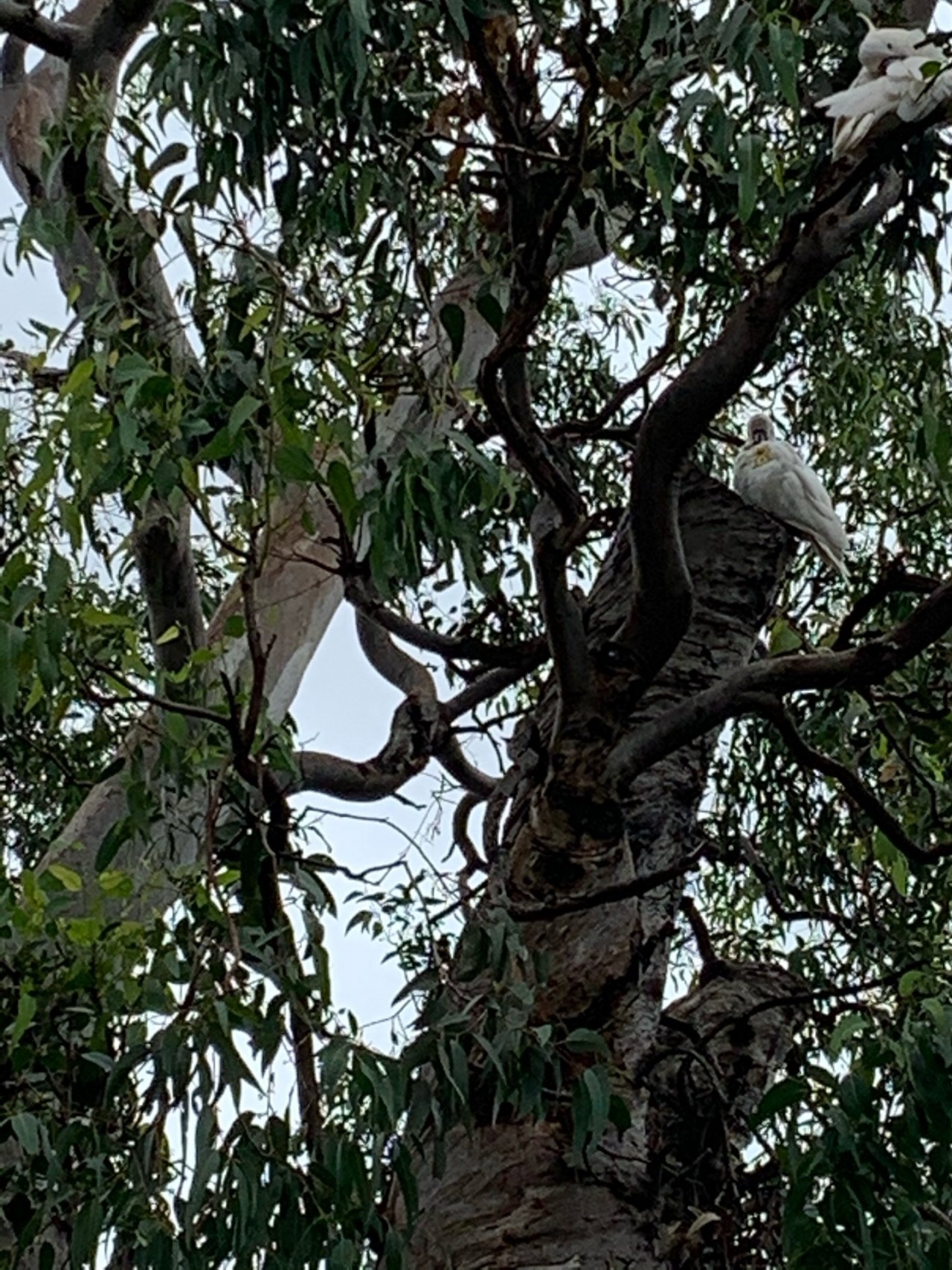 Sulphur-crested Cockatoo in Big City Birds App spotted by Laurie McGuirk on 21.12.2020