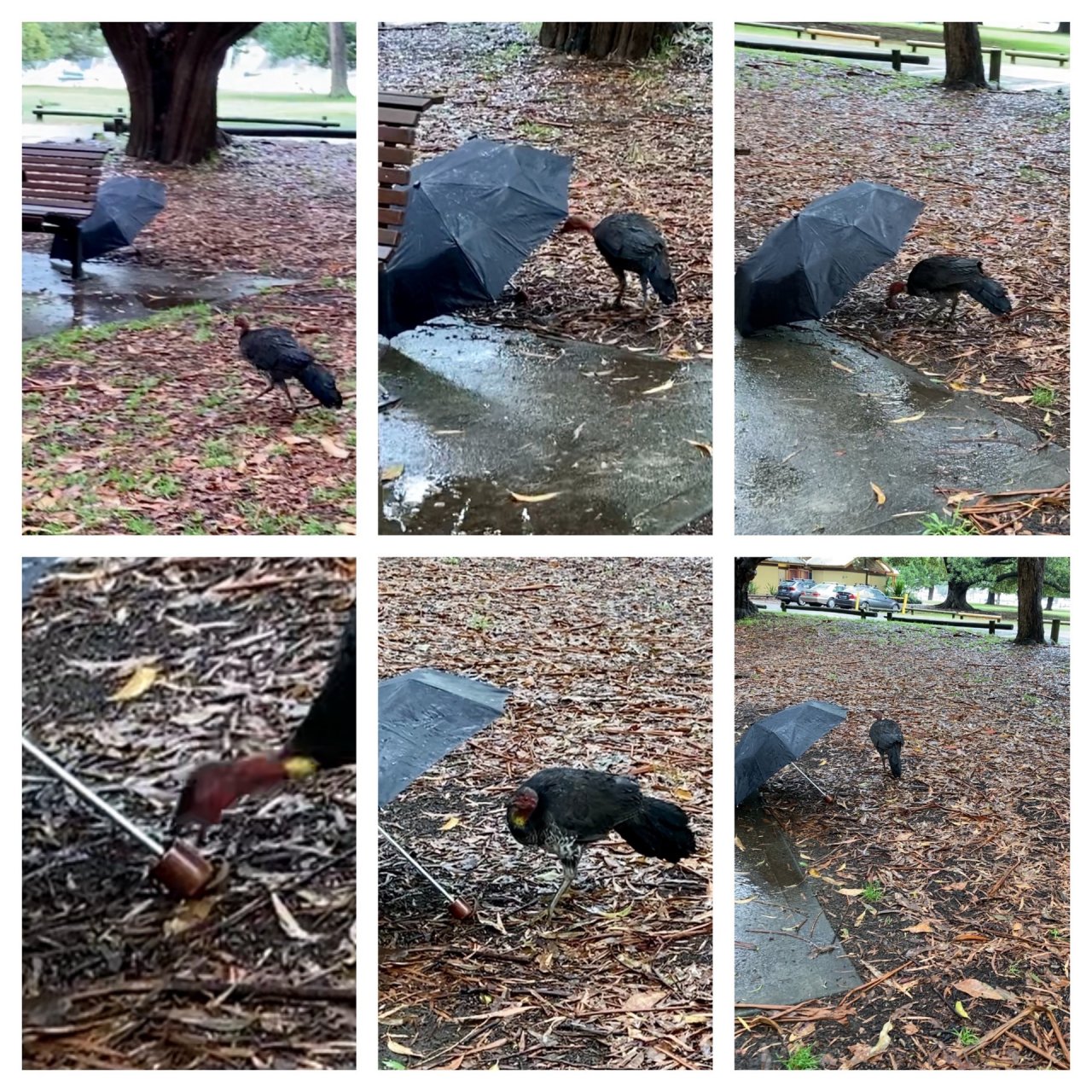 Brush-turkey in Big City Birds App spotted by ednaward on 03.01.2021