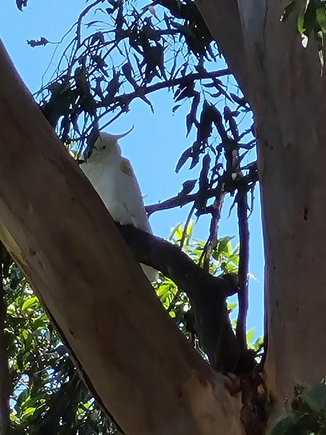 Sulphur-crested Cockatoo in Big City Birds App spotted by Birdlover69xx on 04.02.2021