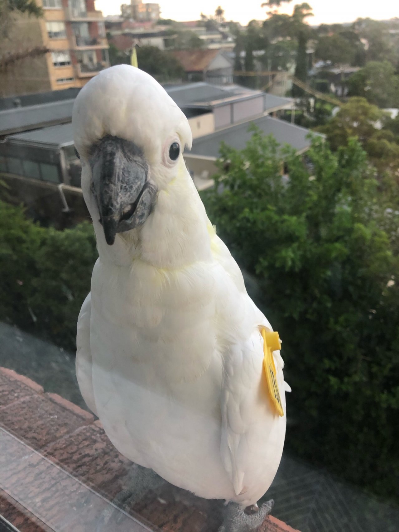 Sulphur-crested Cockatoo in Big City Birds App spotted by Cockie on 17.12.2020