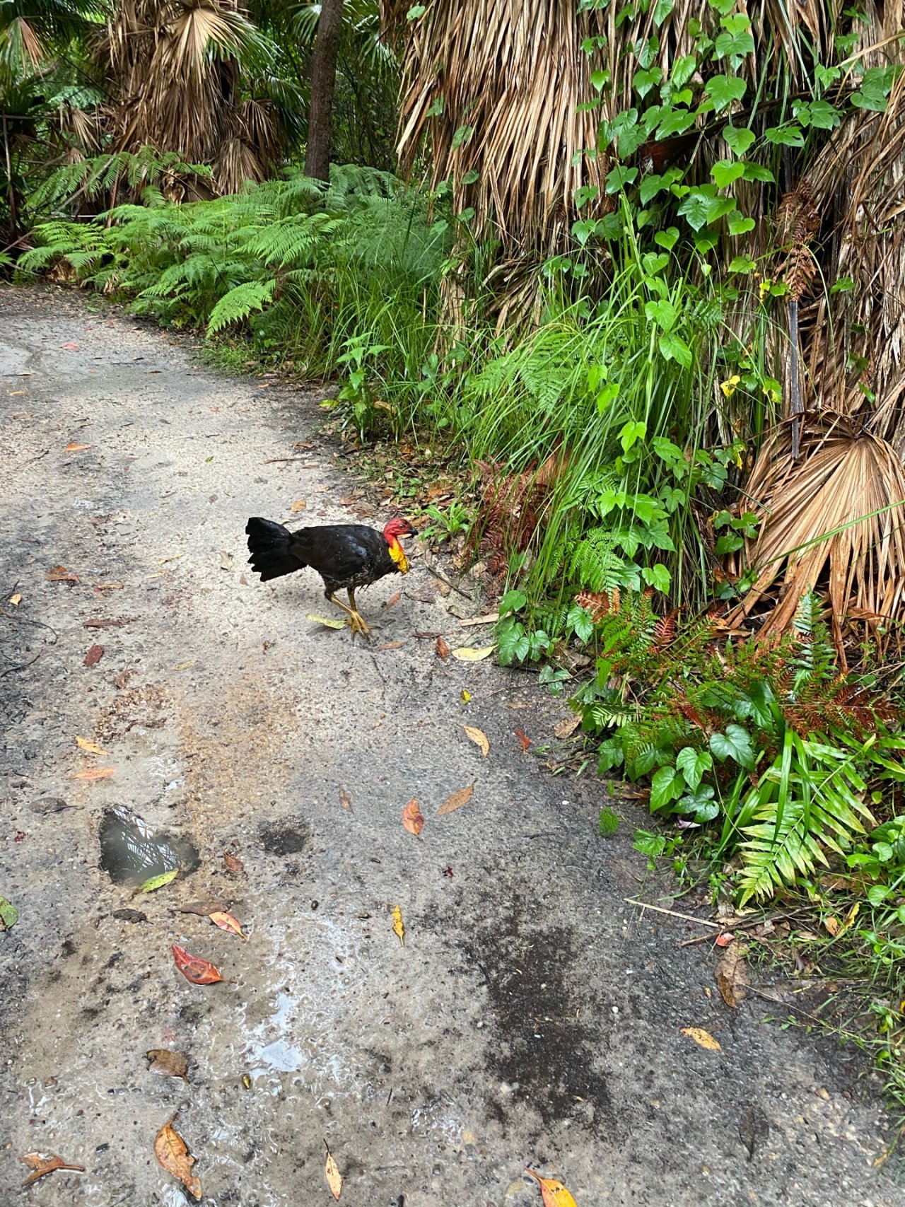 Brush-turkey in Big City Birds App spotted by Emily Oak on 04.01.2021