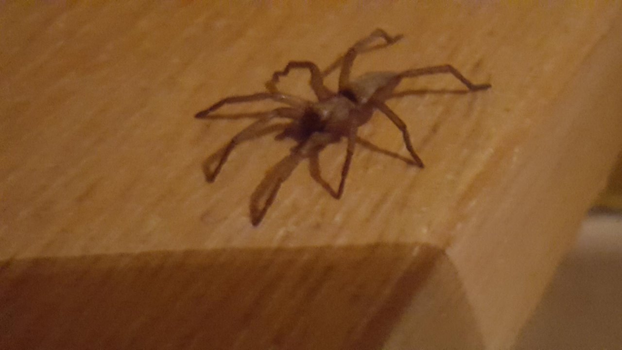 Mouse Spider in SpiderSpotter App spotted by Florian Van Hecke on 13.12.2020