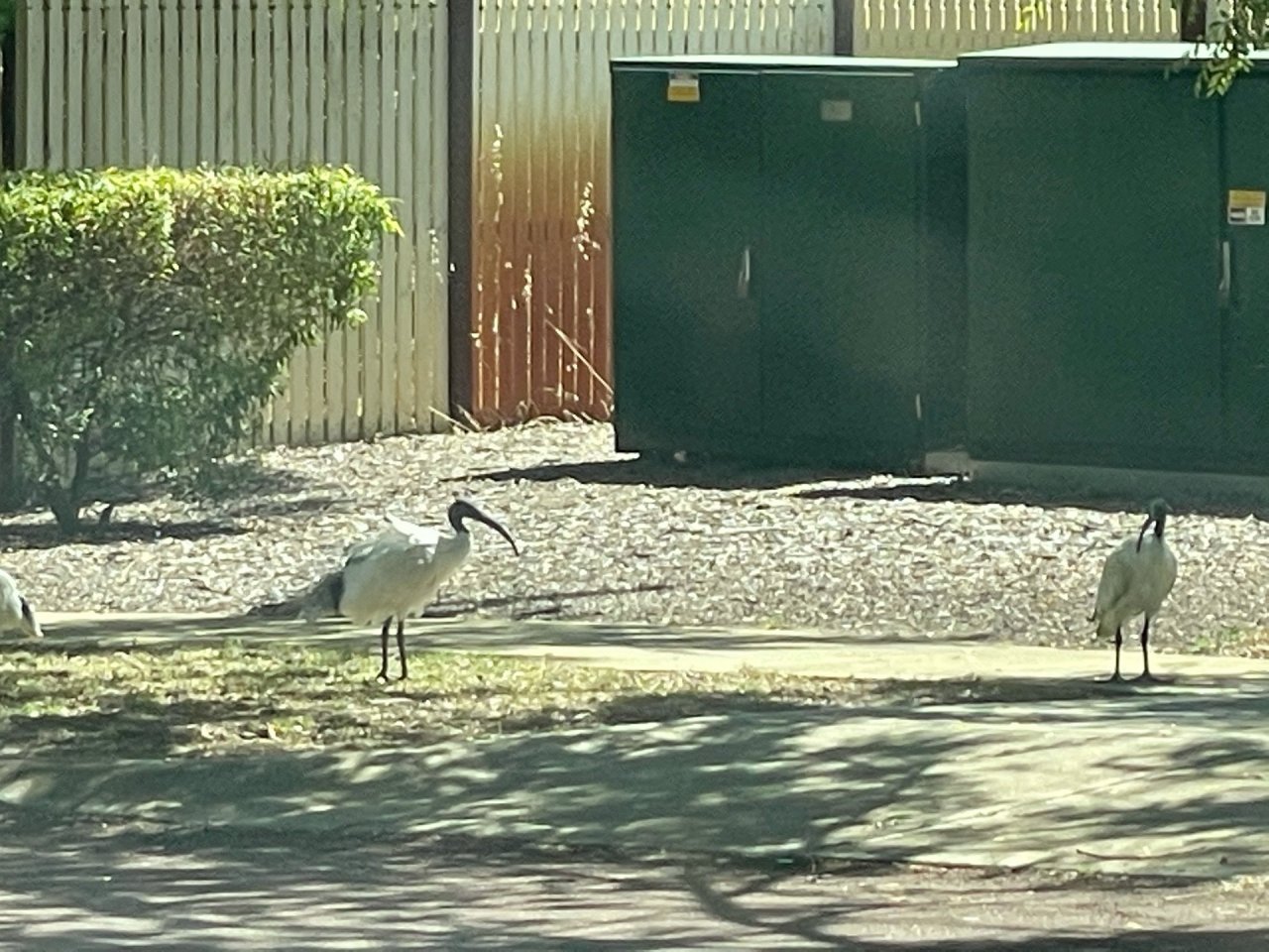 White Ibis in Big City Birds App spotted by Floyd Chris on 12.12.2020