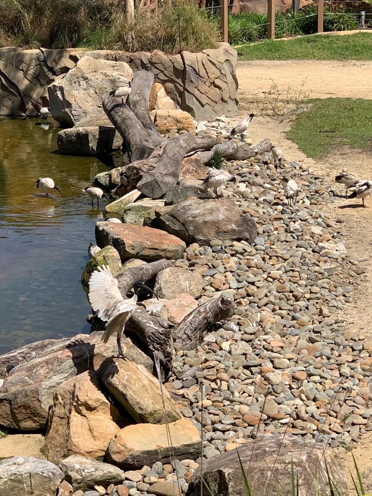 White Ibis in Big City Birds App spotted by John Martin on 08.03.2021