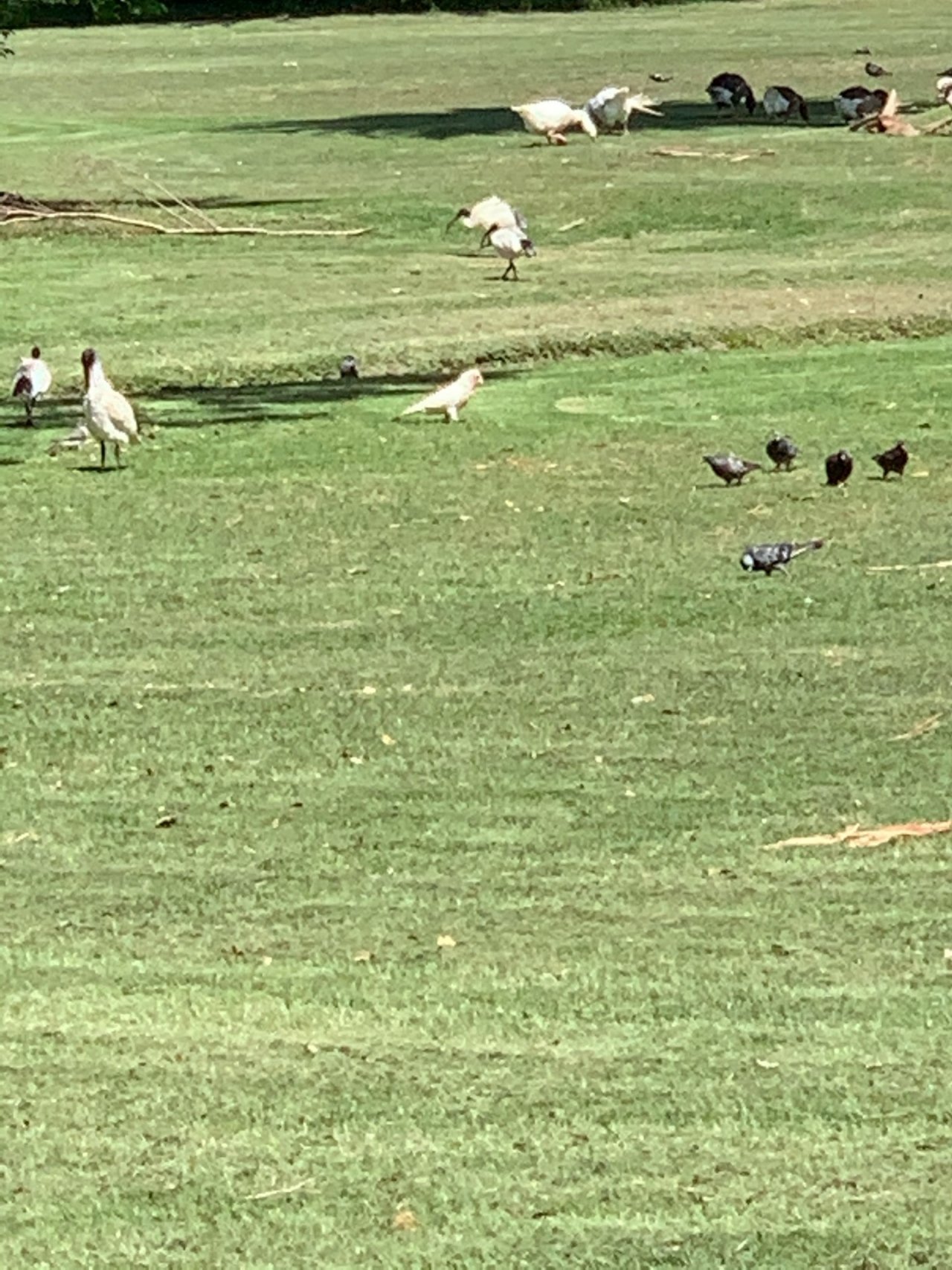 Long-billed Corella in Big City Birds App spotted by John Martin on 16.02.2021