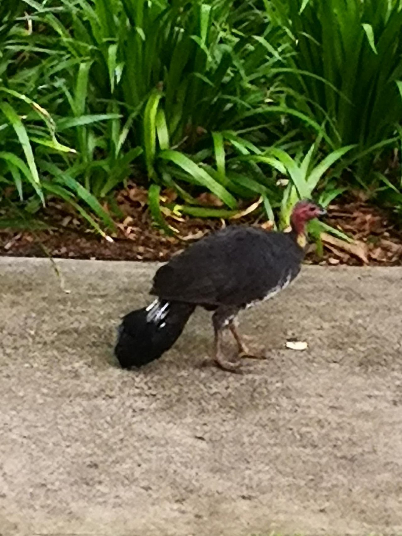 Brush-turkey in Big City Birds App spotted by Trish55 on 23.02.2021