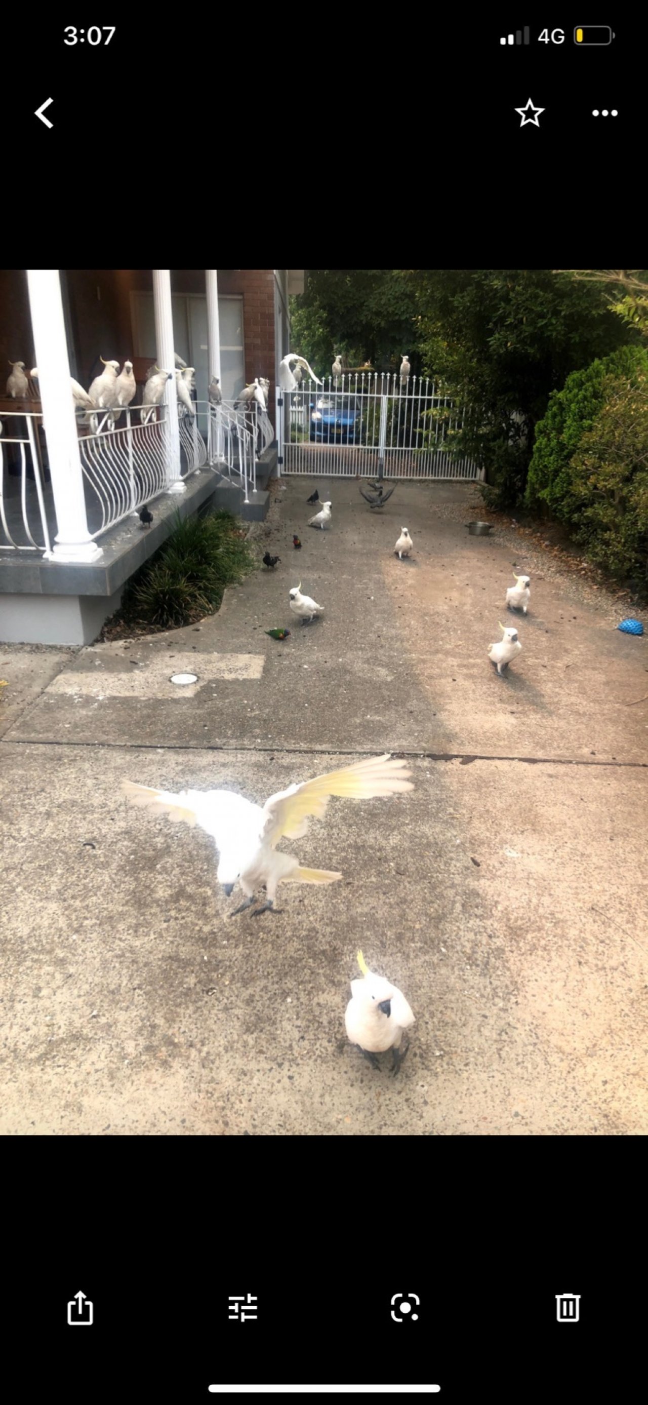 Sulphur-crested Cockatoo in Big City Birds App spotted by Magdalana Conin on 21.12.2020