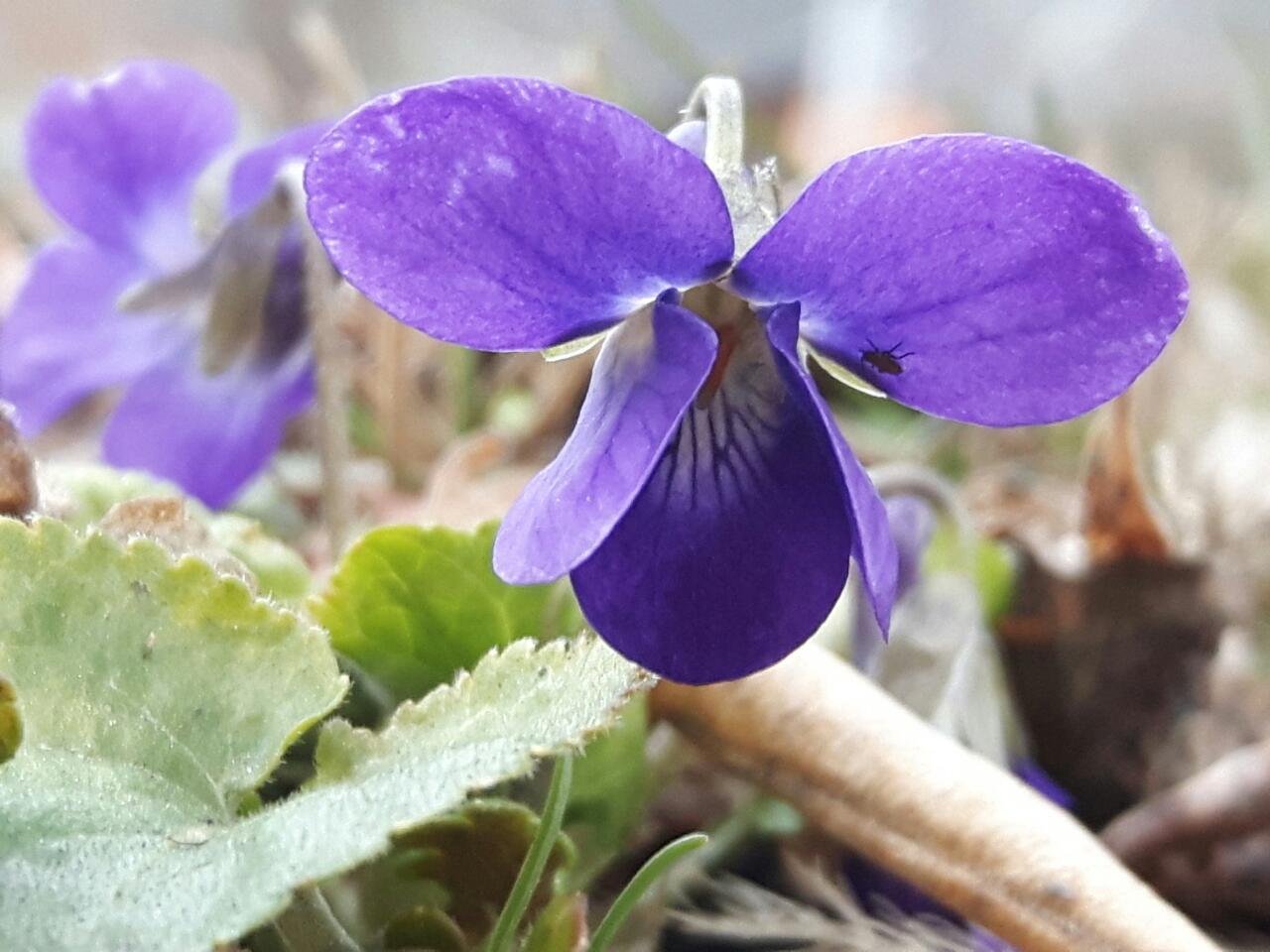 Wohlriechendes Veilchen in Naturkalender App spotted by Thomas Pfeifhofer on 11.03.2021