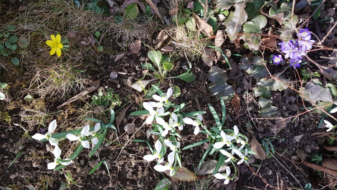 Leberblümchen in Naturkalender App spotted by GHo on 27.02.2021