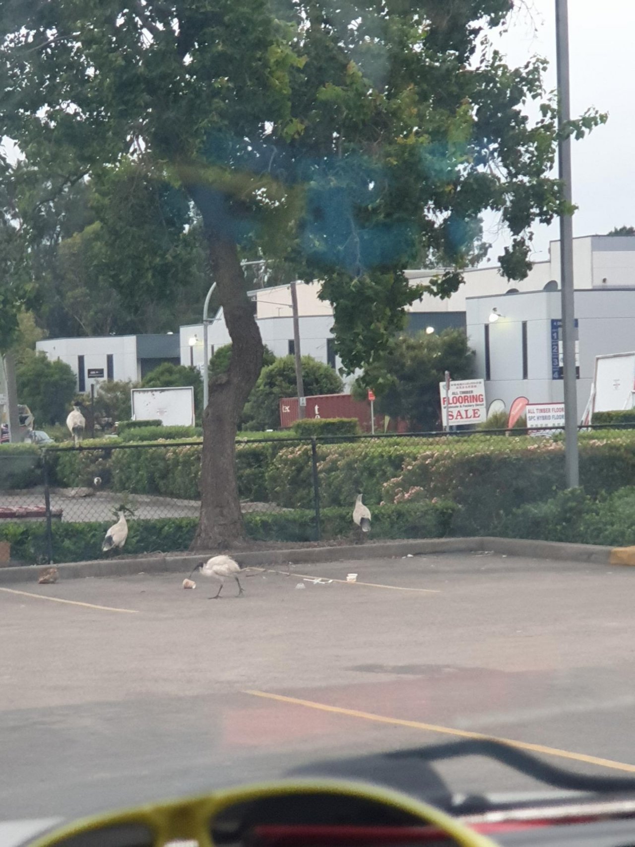 White Ibis in Big City Birds App spotted by Caitlyn Drayton-taylor on 23.02.2021