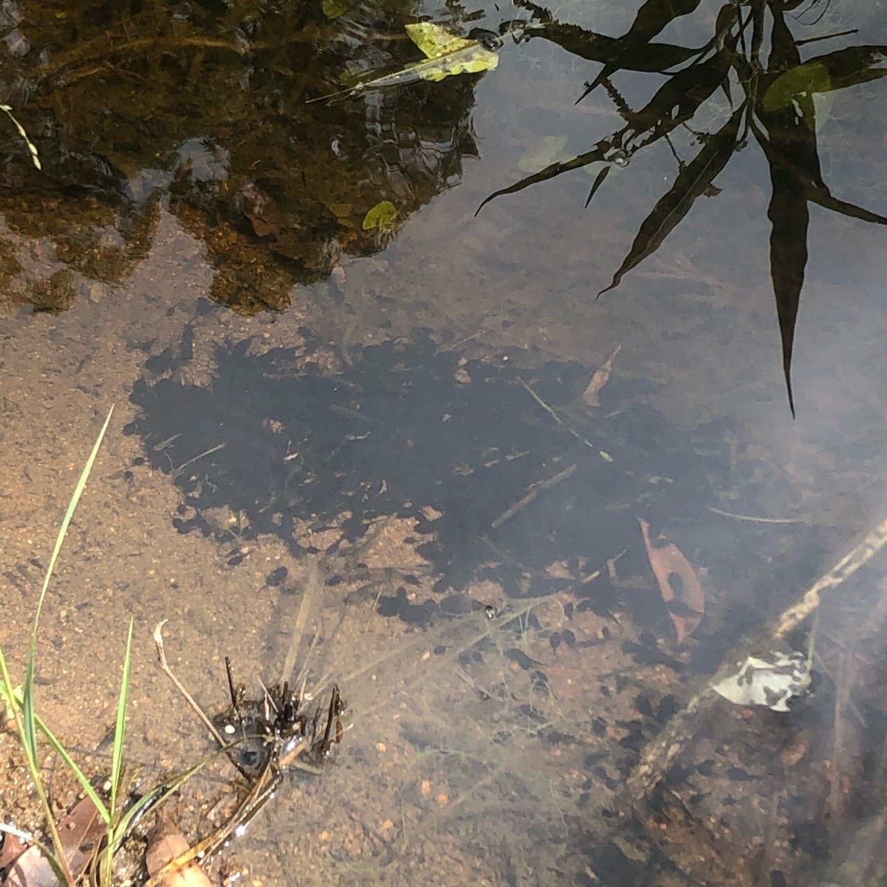 Tadpole trapping in Cane Toad Challenge App spotted by Kelsey Engle on 23.02.2021