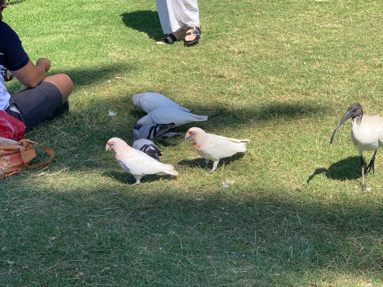 Long-billed Corella in Big City Birds App spotted by John Martin on 22.01.2021