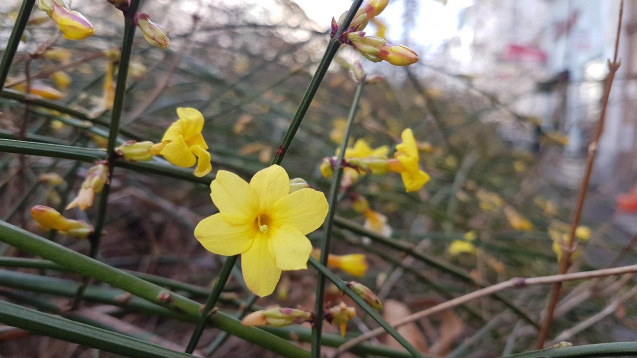 Plants in NatureSpots App spotted by Ka vonSeiten on 23.02.2021