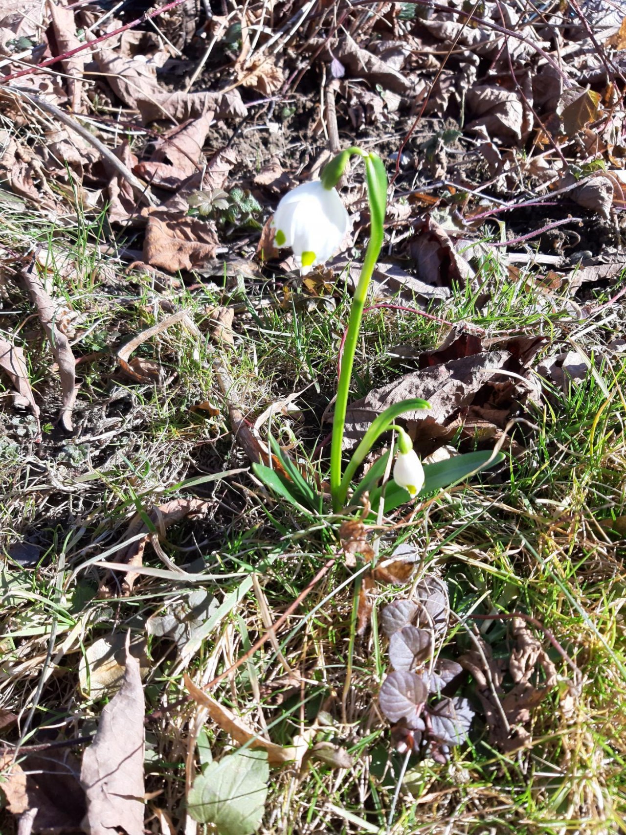 Frühlingsknotenblume in Naturkalender Burgenland App spotted by MilenaBorsdorff on 02.03.2021