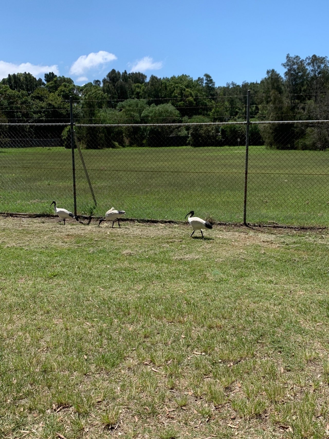 White Ibis in Big City Birds App spotted by Sean Serduk on 10.02.2021