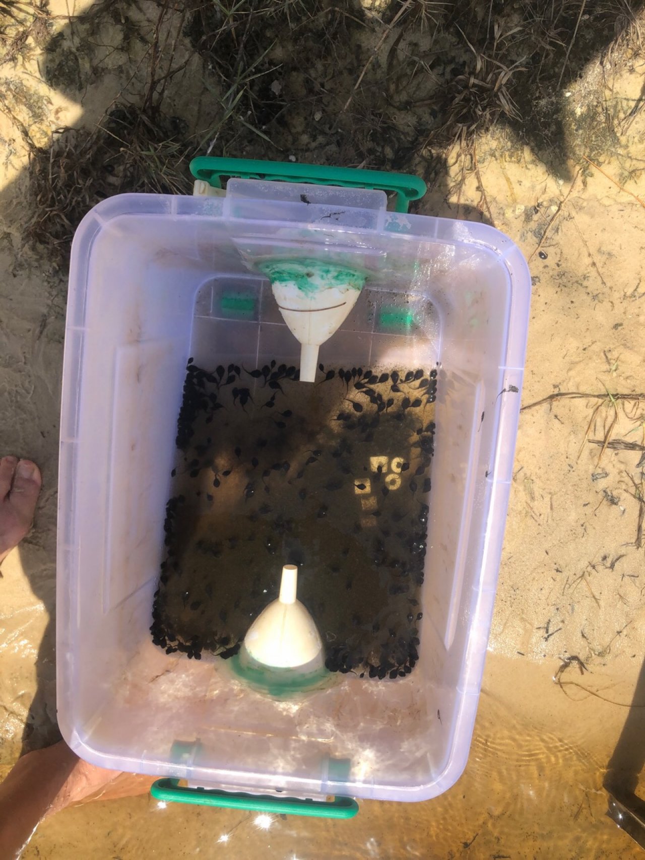 Tadpole trapping in Cane Toad Challenge App spotted by Peter Alexander on 15.02.2021