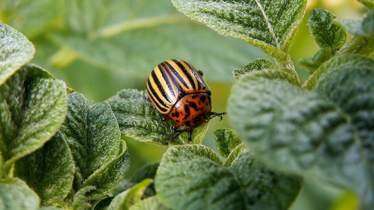 Käfer