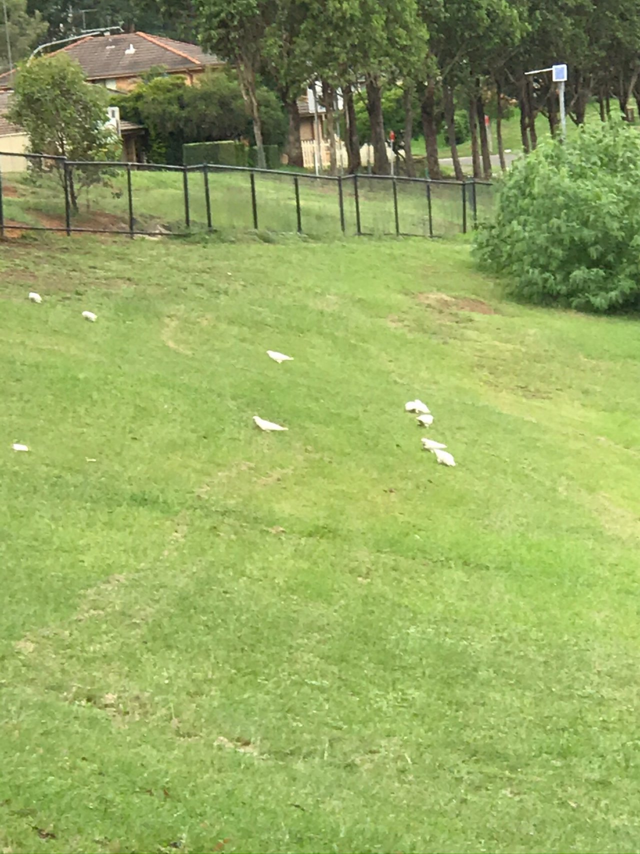 Little Corella in Big City Birds App spotted by Susanmckinnon on 26.02.2021