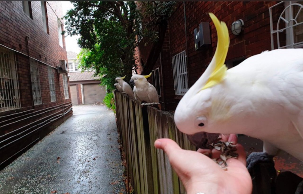 Sulphur-crested Cockatoo in Big City Birds App spotted by Rszarka on 16.02.2021