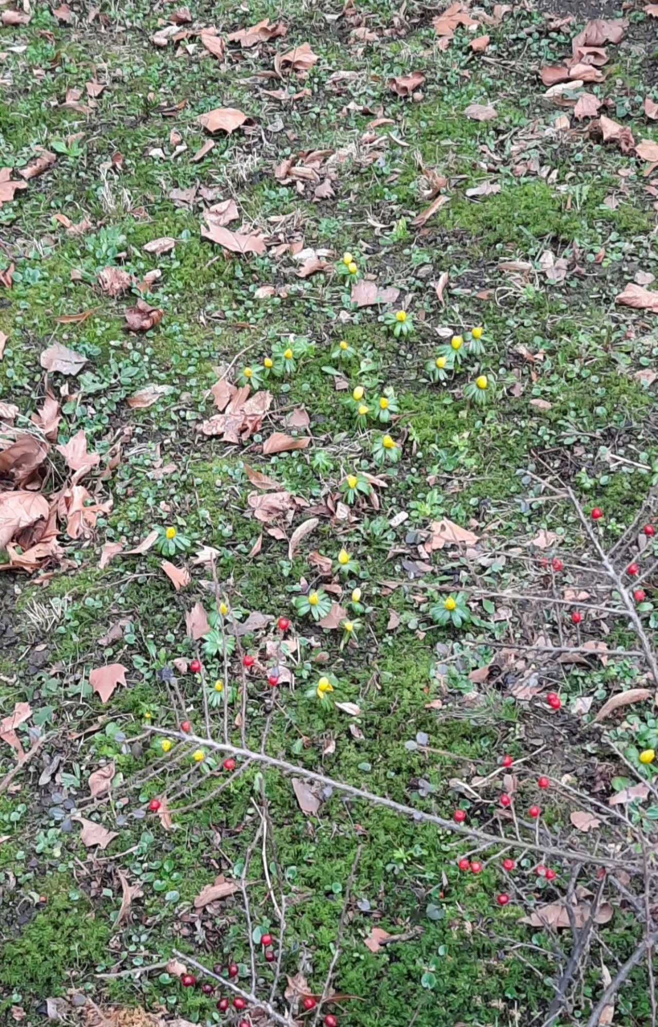 Plants in NatureSpots App spotted by Insectsvienna on 18.02.2021