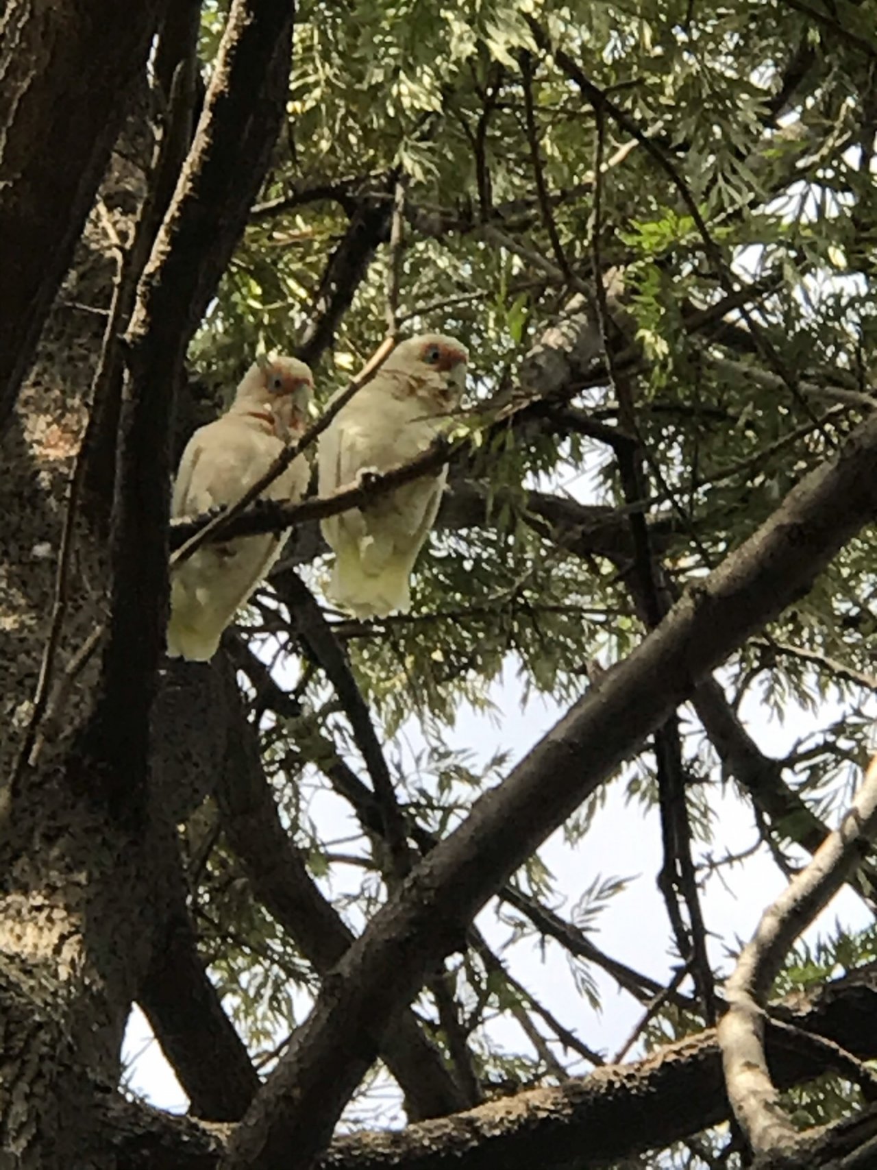 Long-billed Corella in Big City Birds App spotted by Deborah Killmister on 08.03.2021