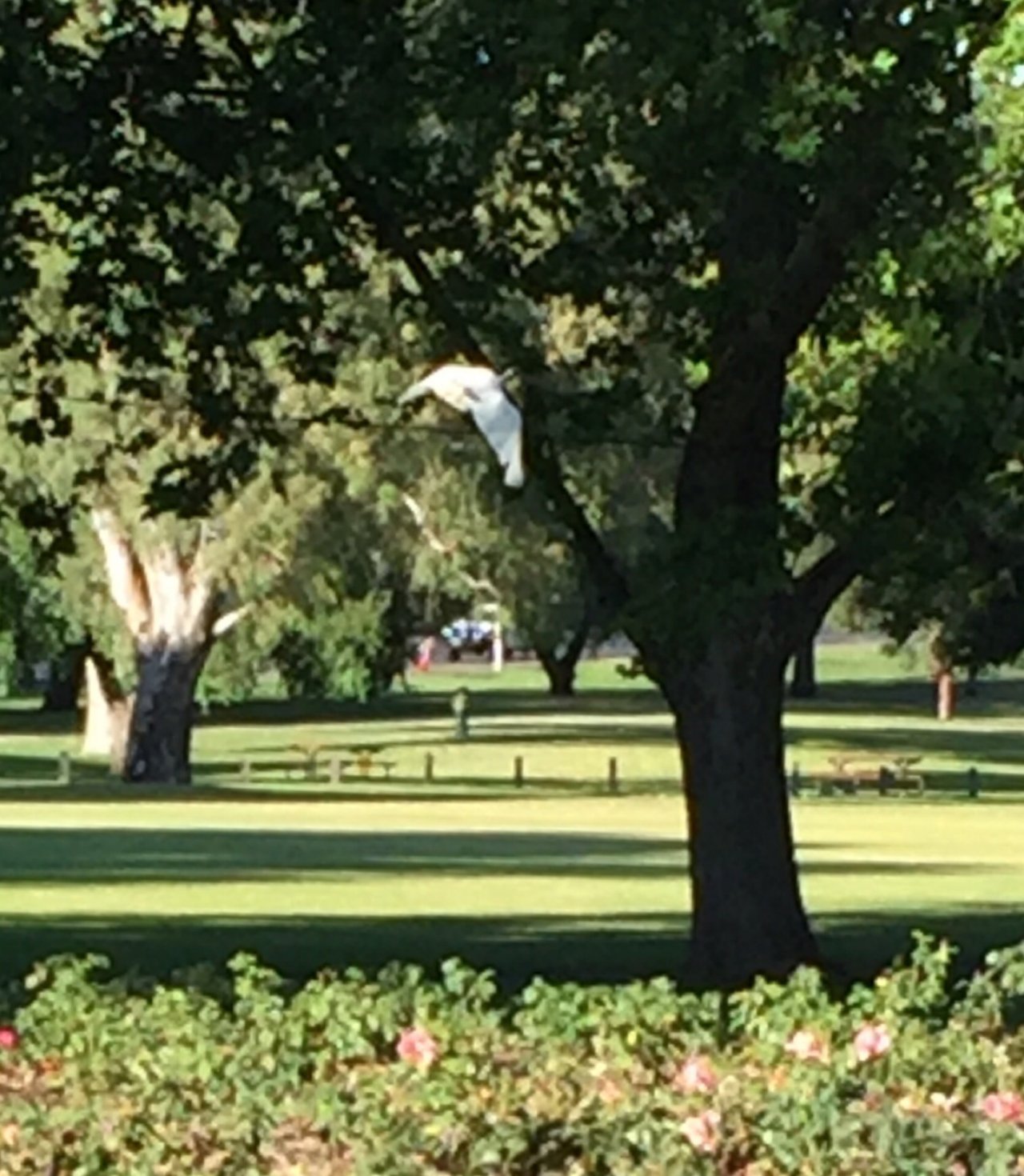 White Ibis in Big City Birds App spotted by Kate Eatts on 18.12.2020