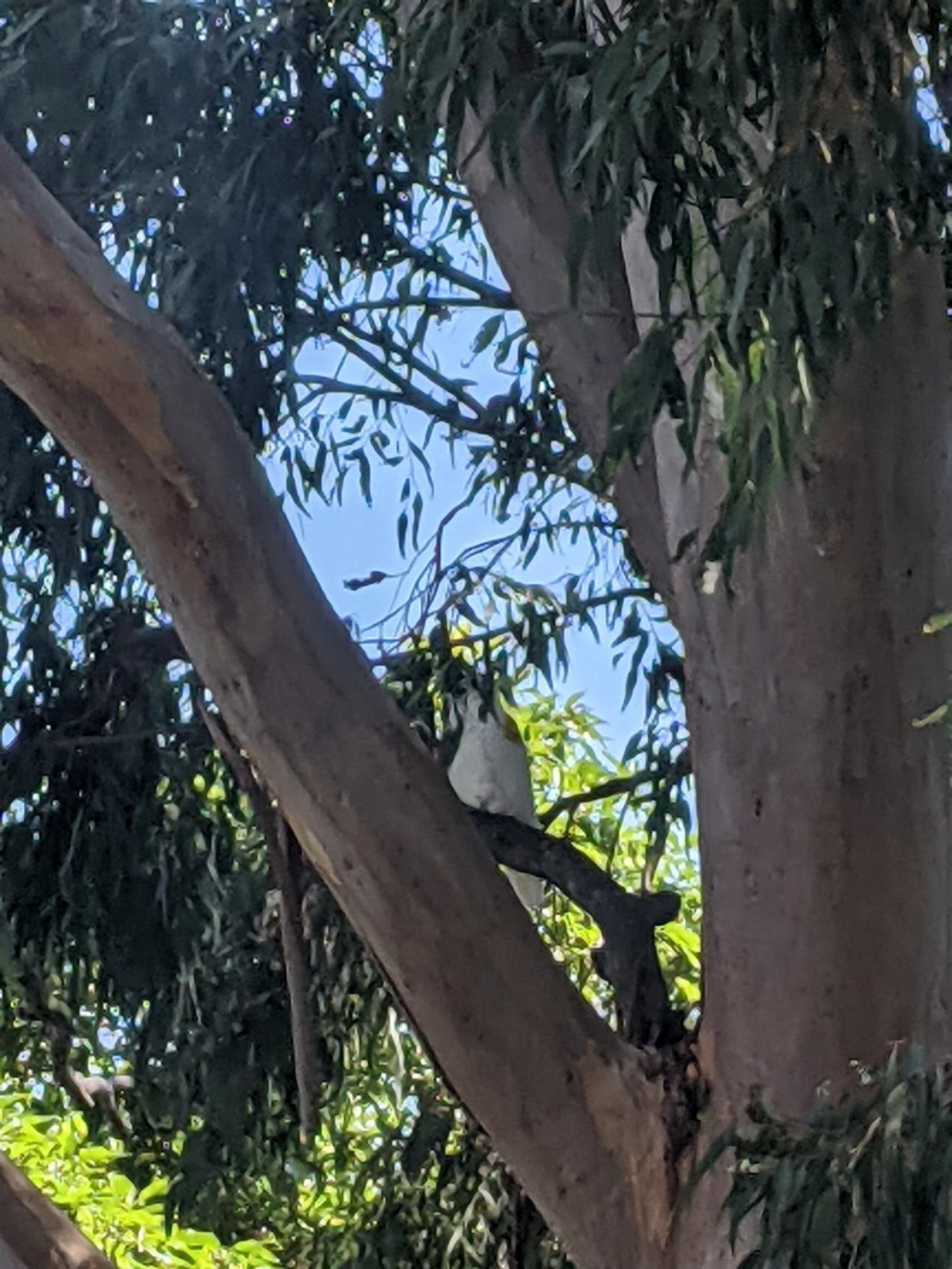 Sulphur-crested Cockatoo in Big City Birds App spotted by Arink98 on 04.02.2021