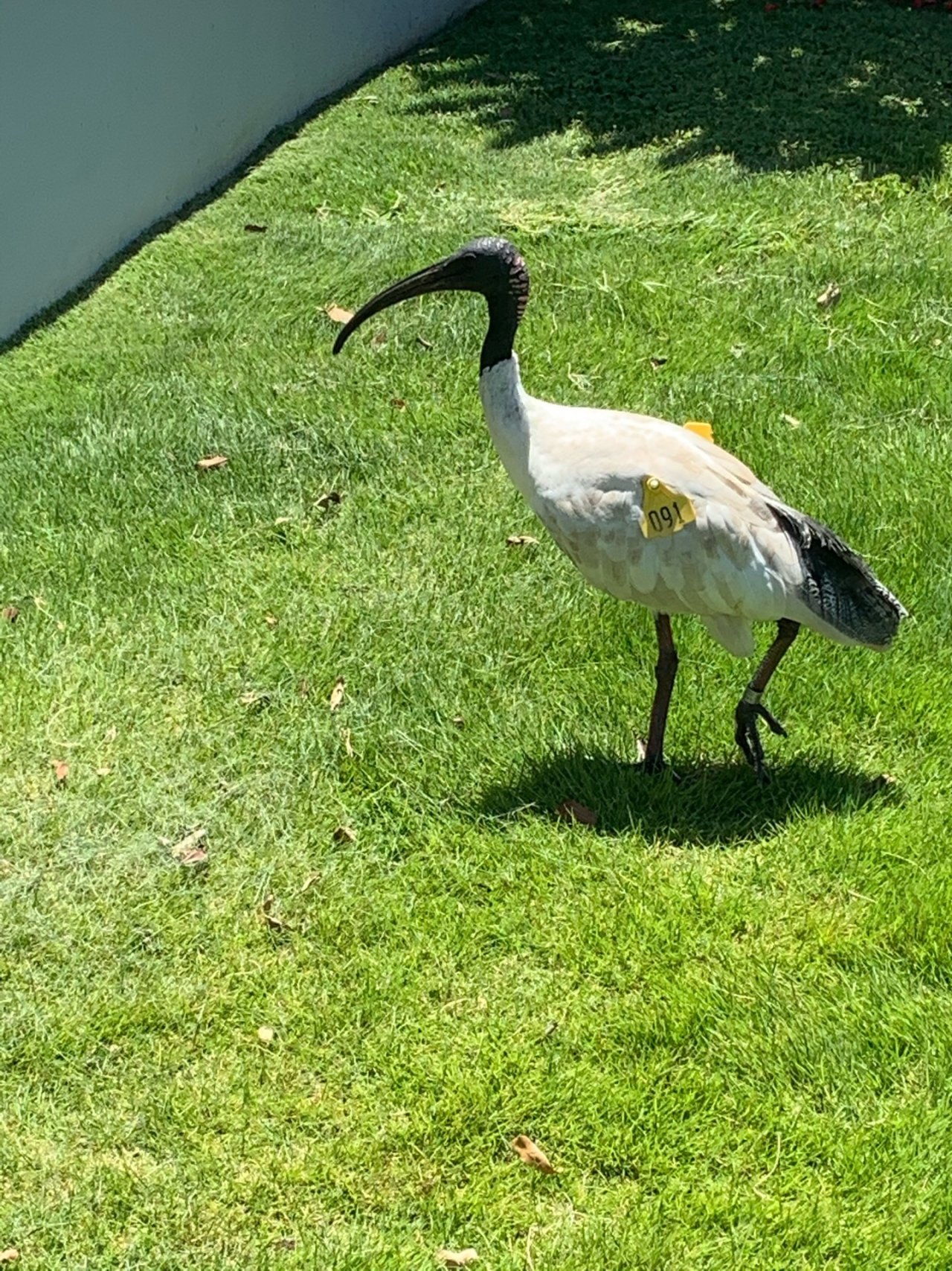 White Ibis in Big City Birds App spotted by Laurie McGuirk on 14.01.2021