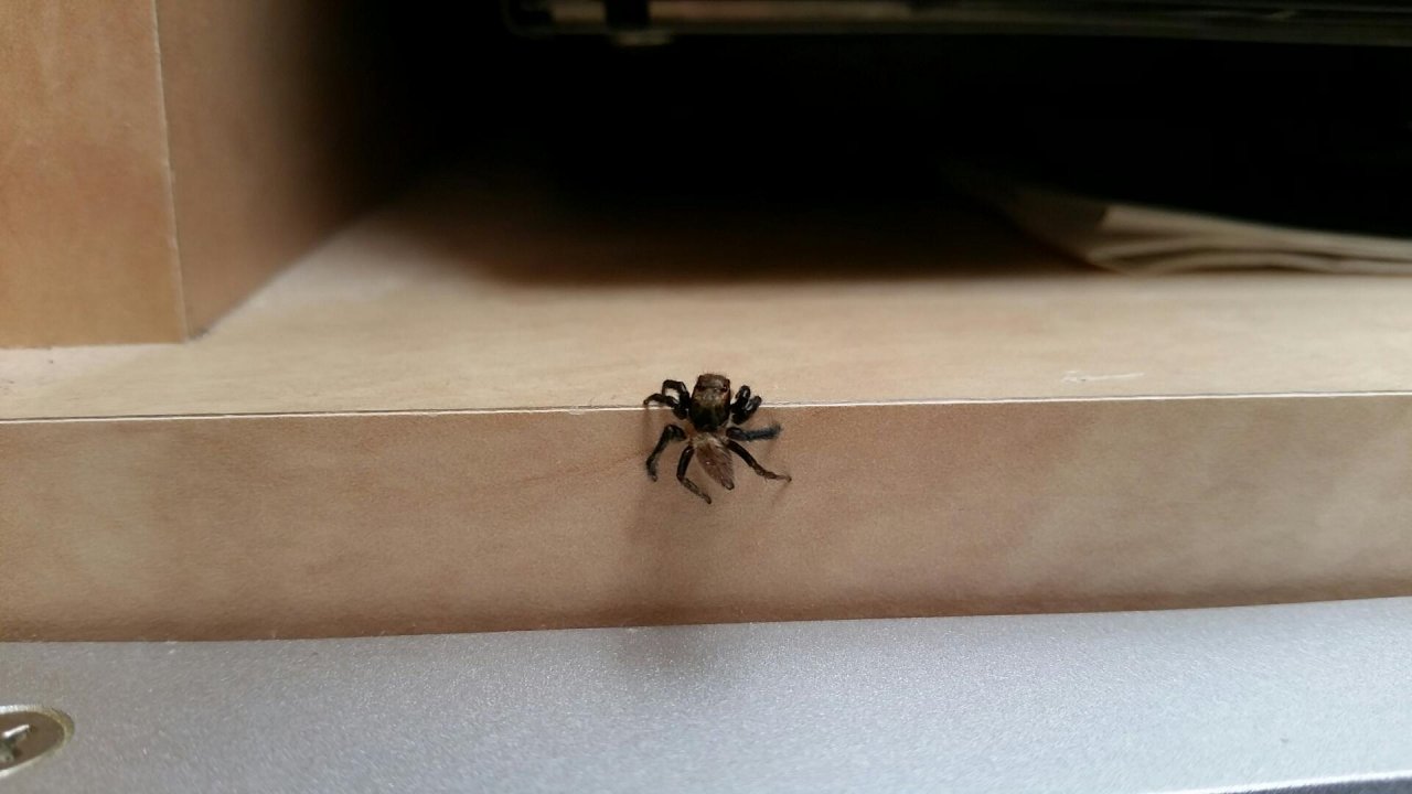 unknown species in SpiderSpotter App spotted by ASCR on 15.02.2021