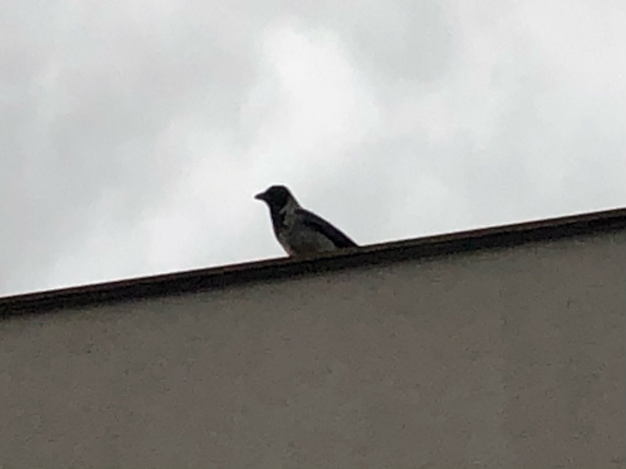 Hooded Crow in KraMobil App spotted by Krarin on 28.12.2020