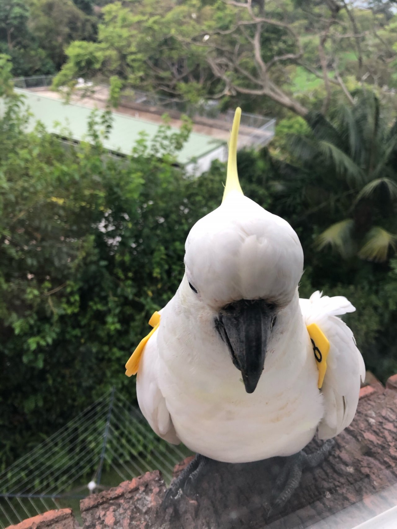 Sulphur-crested Cockatoo in Big City Birds App spotted by Cockie on 30.12.2020