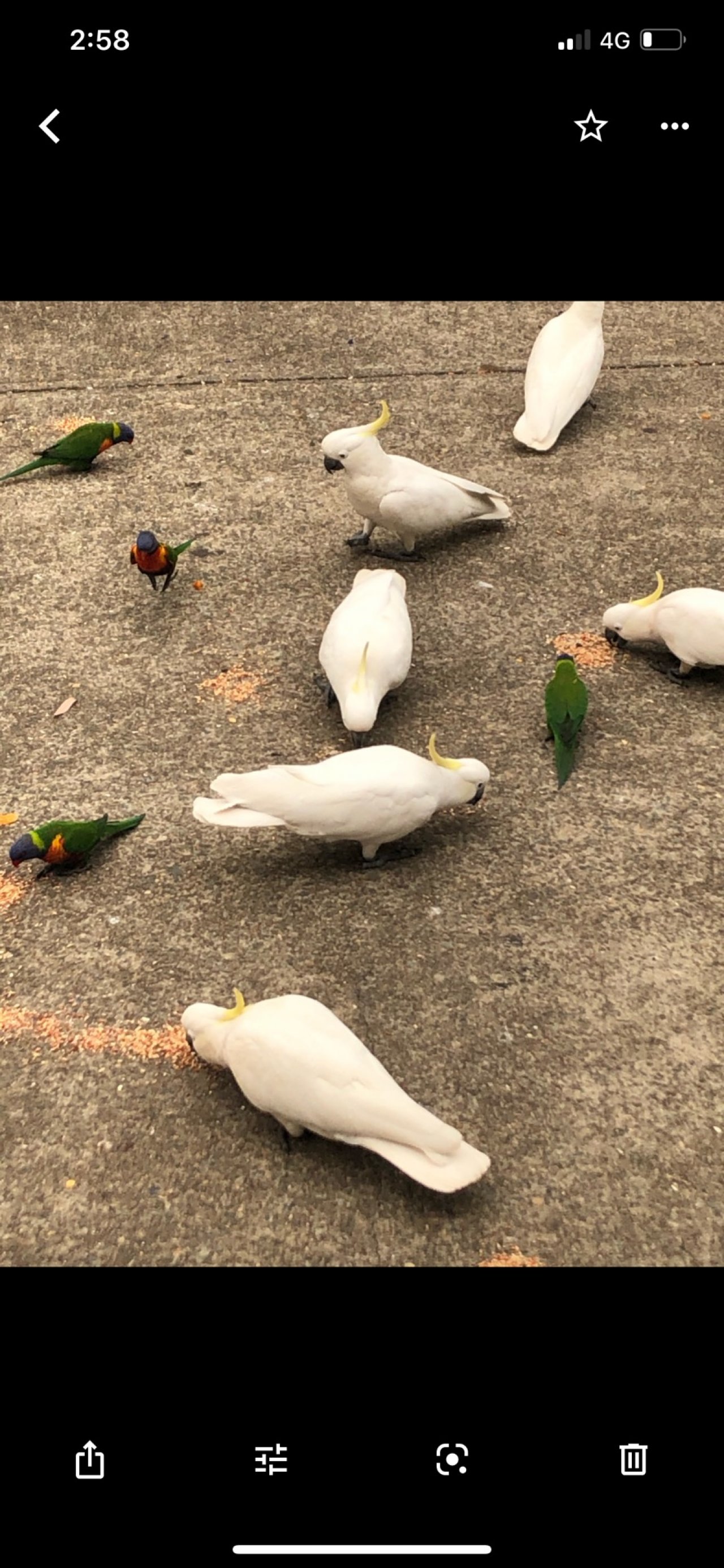 Sulphur-crested Cockatoo in Big City Birds App spotted by Magdalana Conin on 01.01.2021