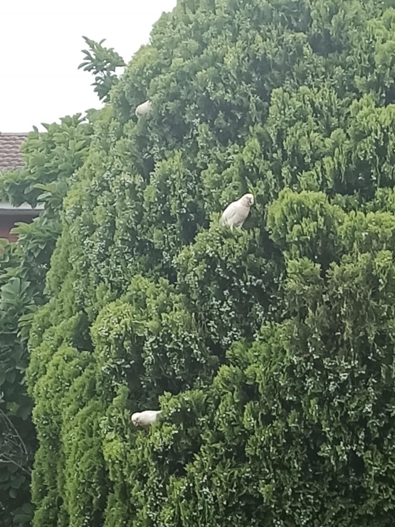 Little Corella in Big City Birds App spotted by Madi Le M on 21.12.2020