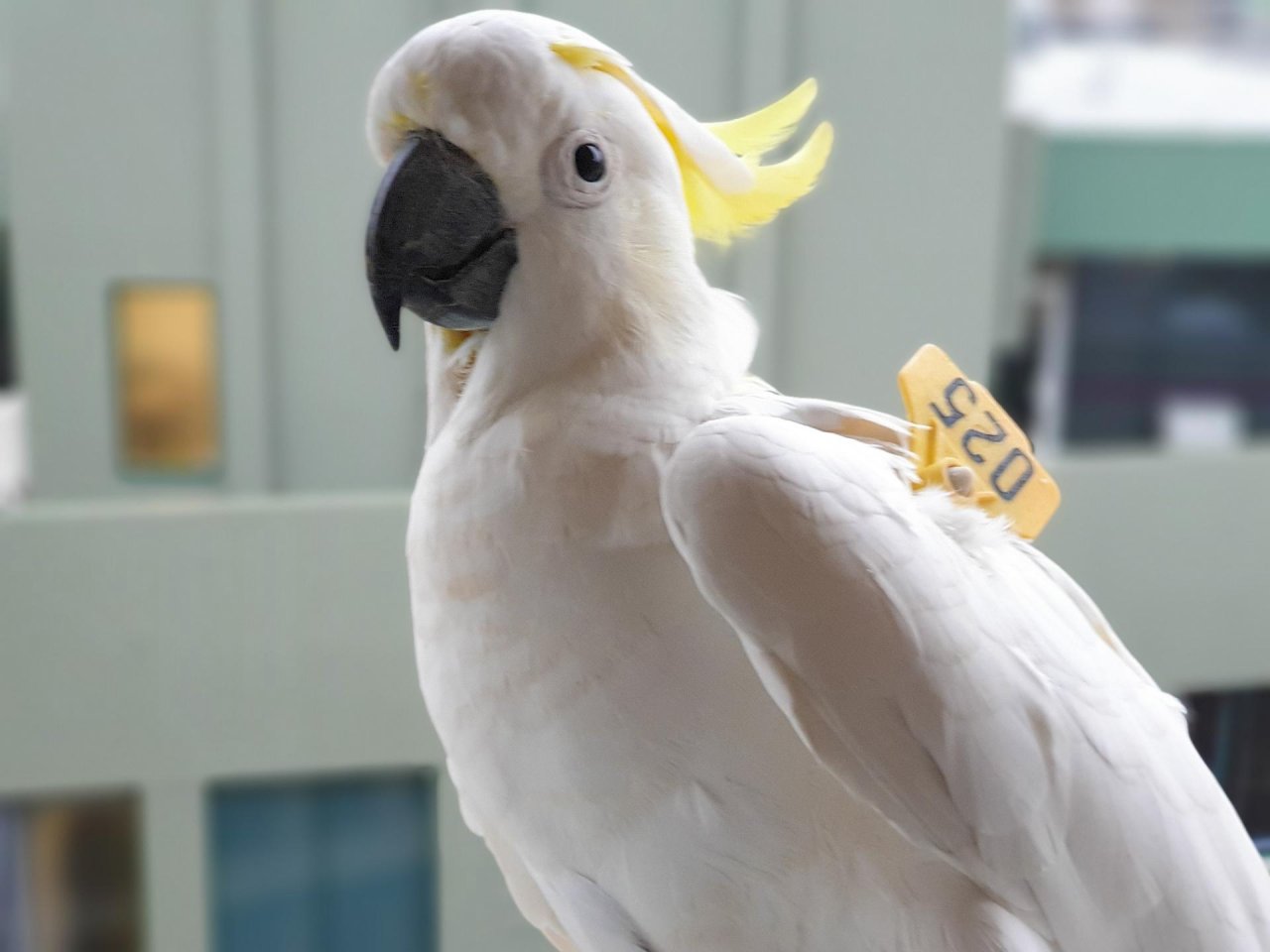 Sulphur-crested Cockatoo in Big City Birds App spotted by TomMassey on 29.12.2020