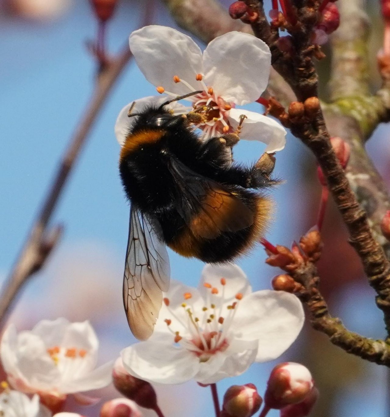 Other plant in Spot-a-Bee App spotted by Vaughn Chadwick on 01.03.2021