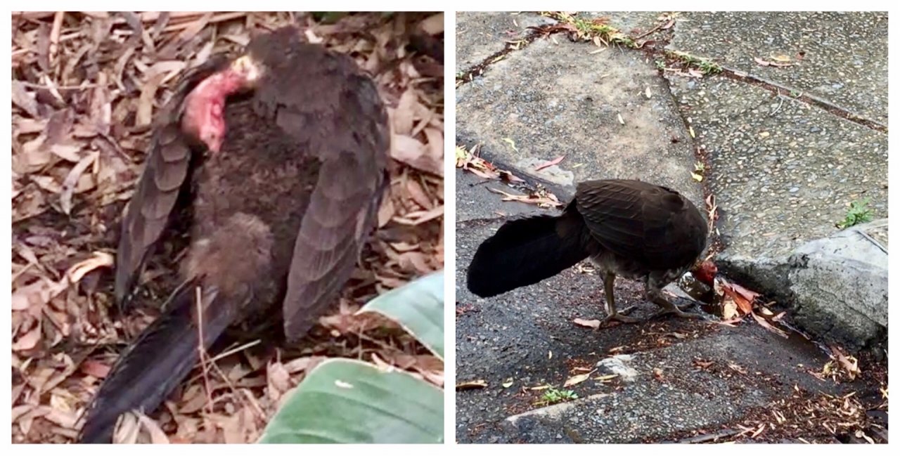 Brush-turkey in Big City Birds App spotted by ednaward on 20.12.2020