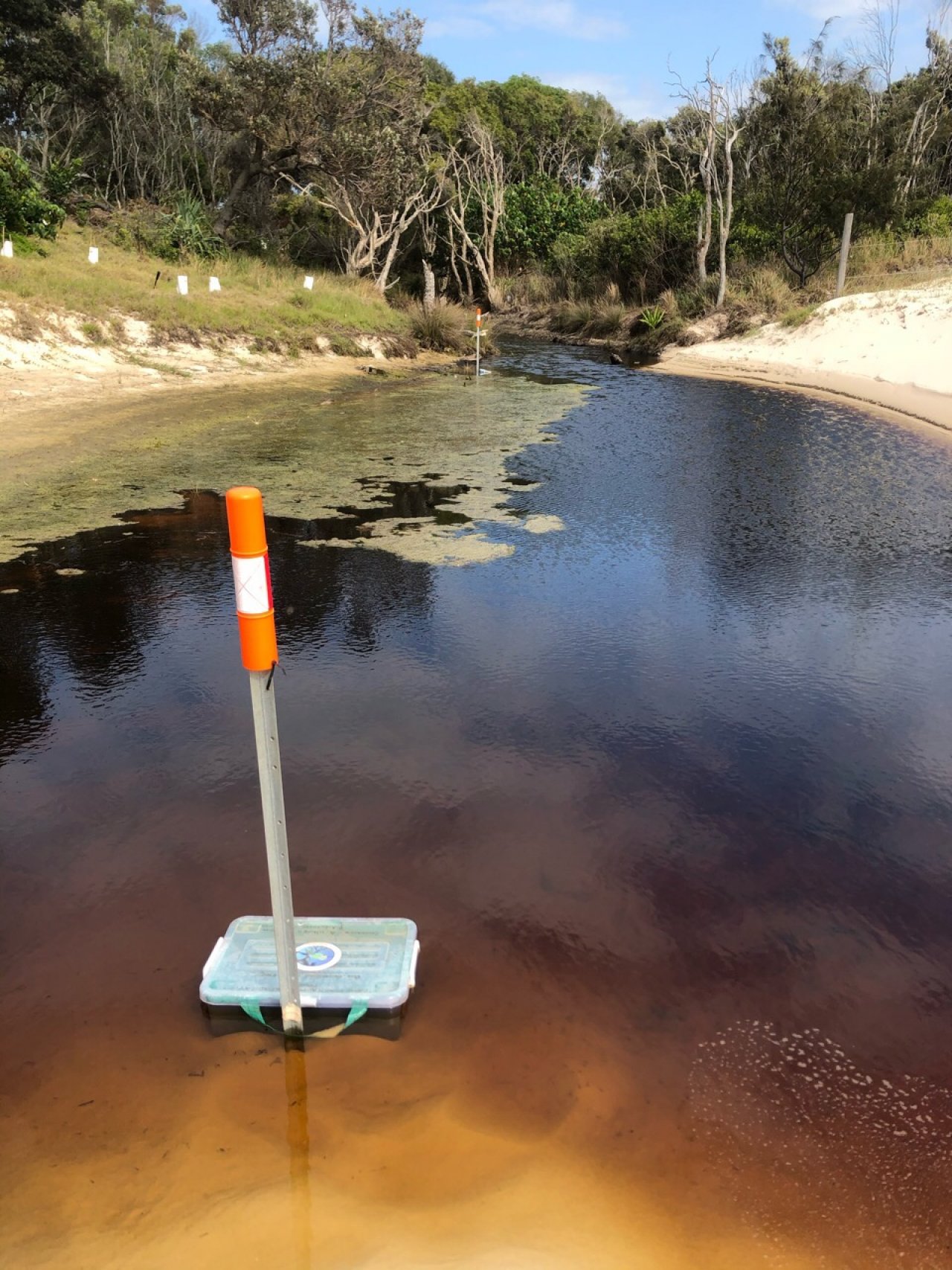 Tadpole trapping in Cane Toad Challenge App spotted by Peter Alexander on 08.12.2020