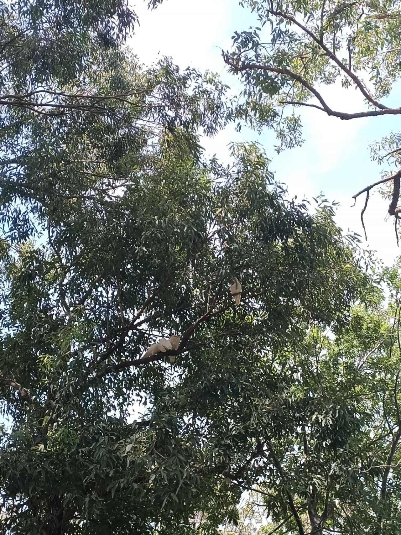 Long-billed Corella in Big City Birds App spotted by Madi Le M on 15.01.2021