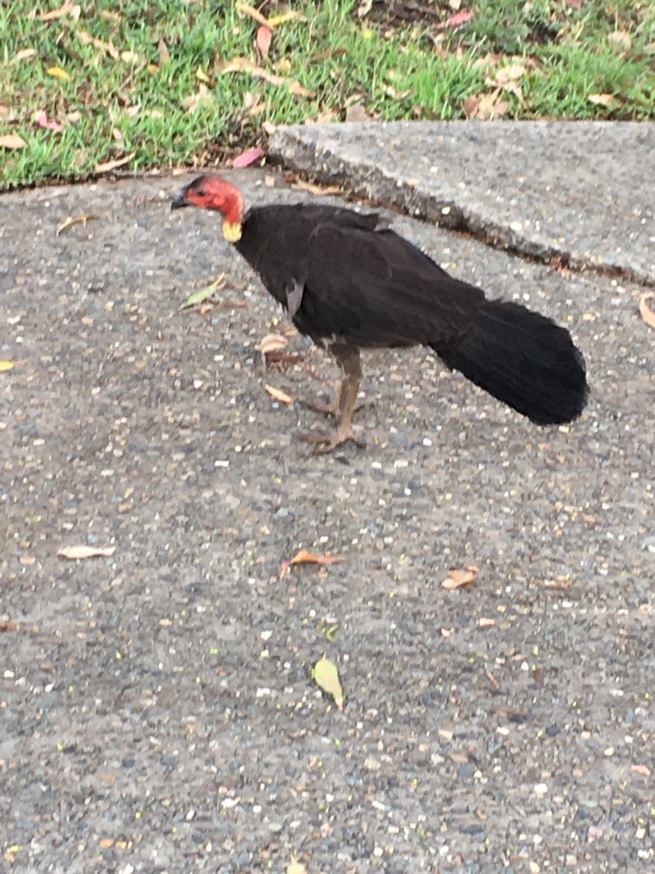 Brush-turkey in Big City Birds App spotted by Margaret Scott on 20.12.2020