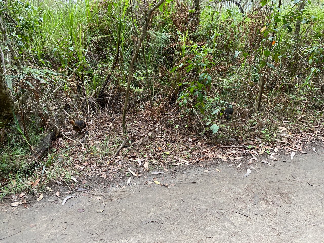 Brush-turkey in Big City Birds App spotted by Emily Oak on 20.12.2020