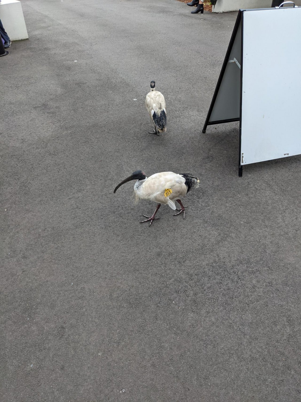 White Ibis in Big City Birds App spotted by guywallace on 29.12.2020