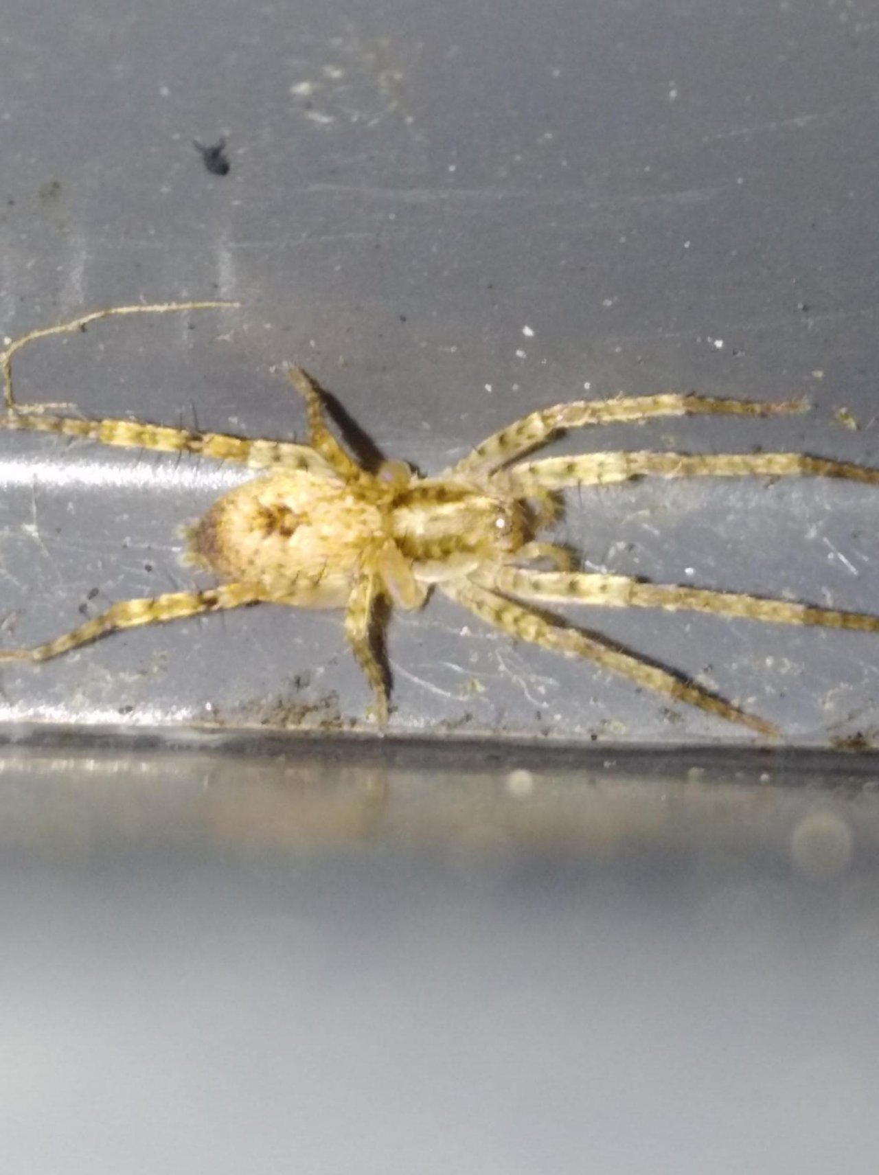 unknown species in SpiderSpotter App spotted by Sofie Hermans on 13.12.2020
