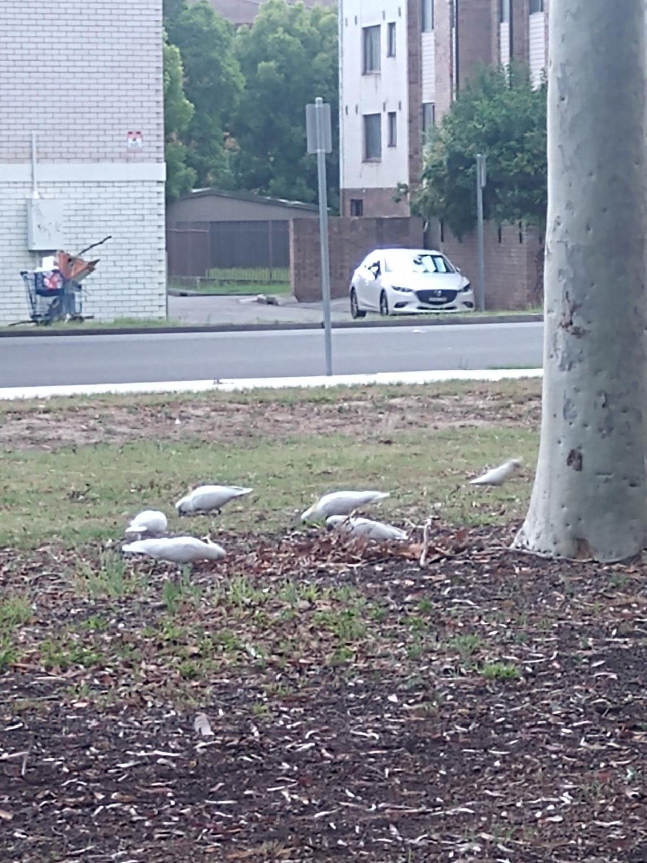 Sulphur-crested Cockatoo in Big City Birds App spotted by Anna on 16.12.2020
